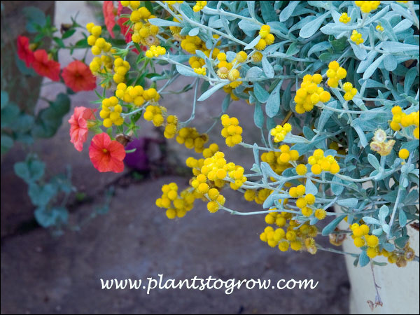 Cascading out of a pot.